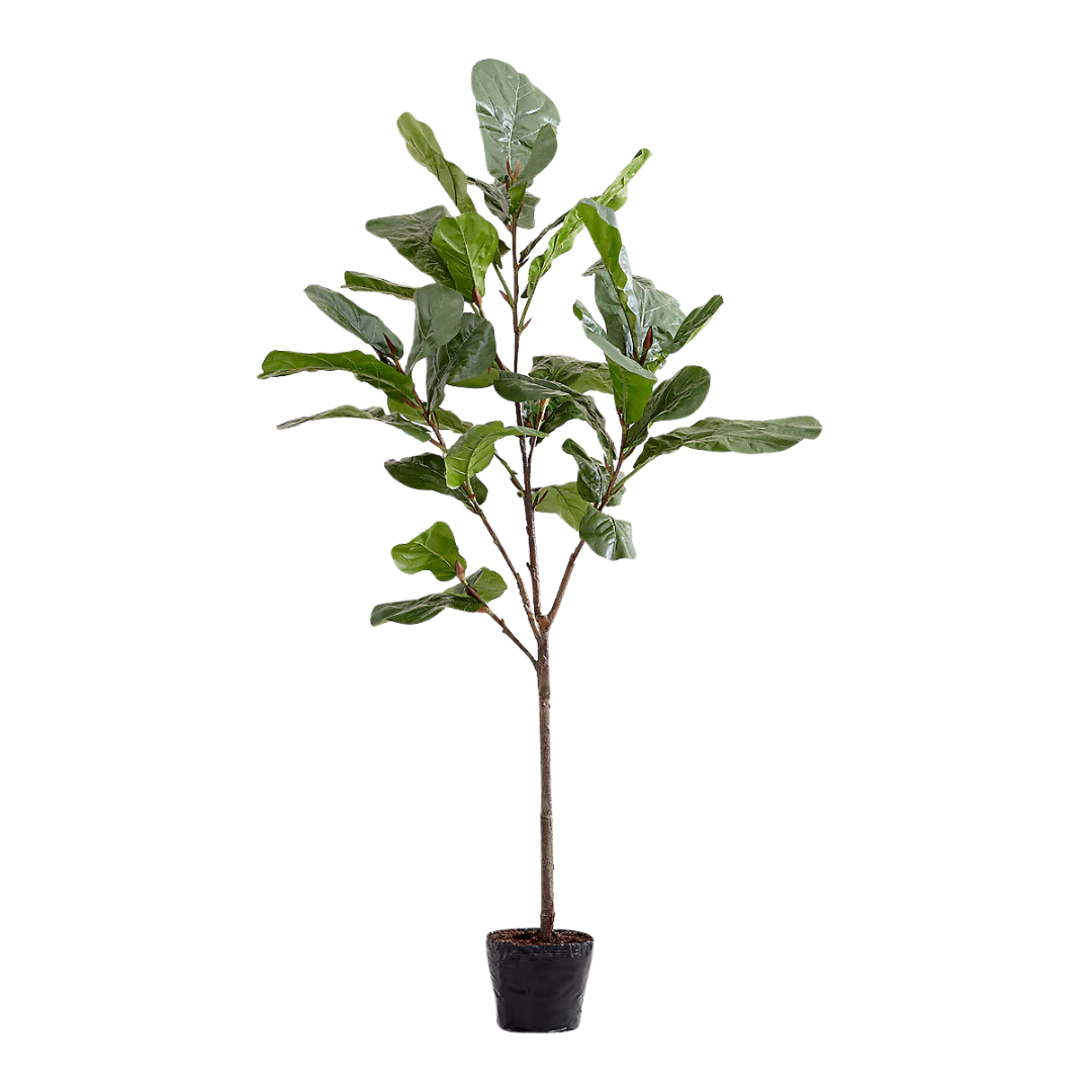 Crate & Barrel Faux 7-ft Fiddle Leaf Fig Tree
