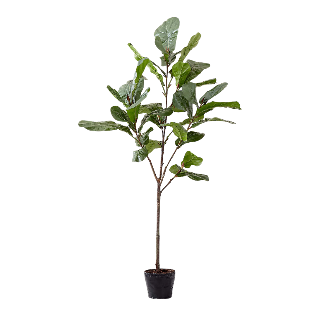 Crate & Barrel Faux 7-ft Fiddle Leaf Fig Tree (New in Box)